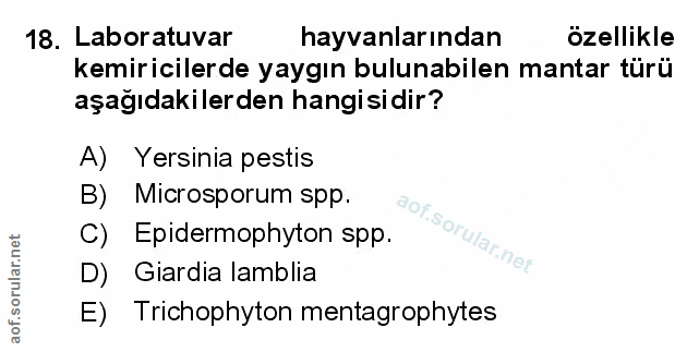 Soru 18