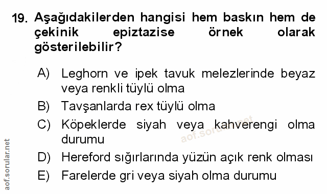 Soru 19