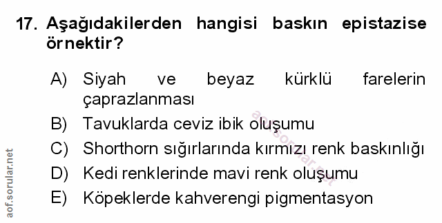 Soru 17