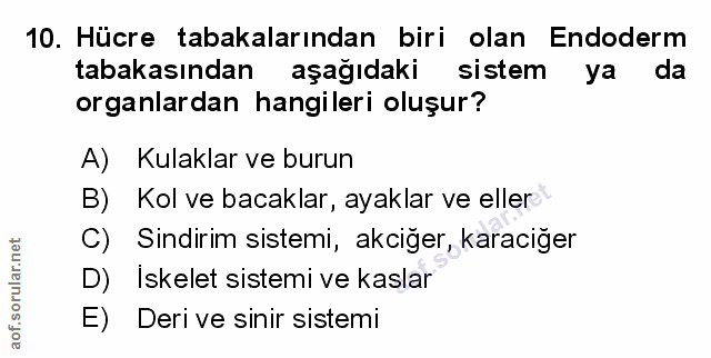 Soru 10