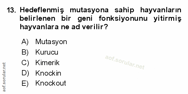 Soru 13
