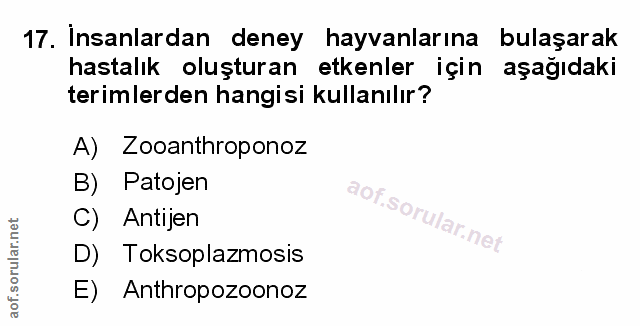 Soru 17