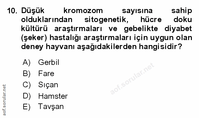 Soru 10