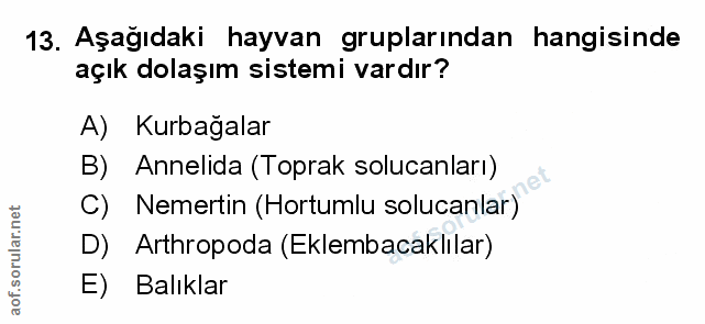Soru 13