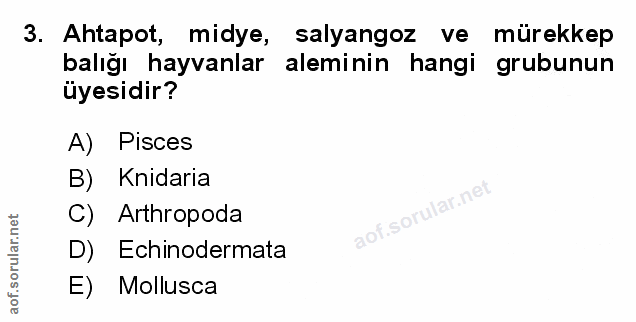 Soru 3