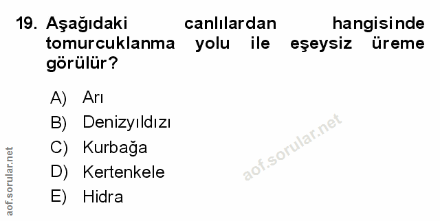 Soru 19