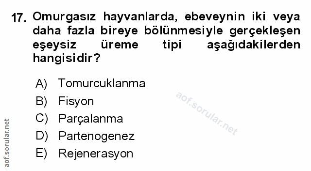 Soru 17