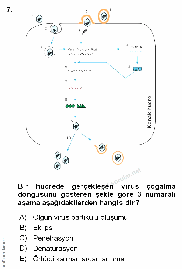 Soru 7