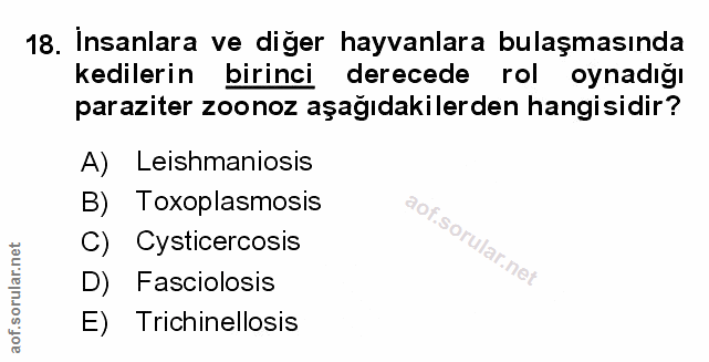 Soru 18