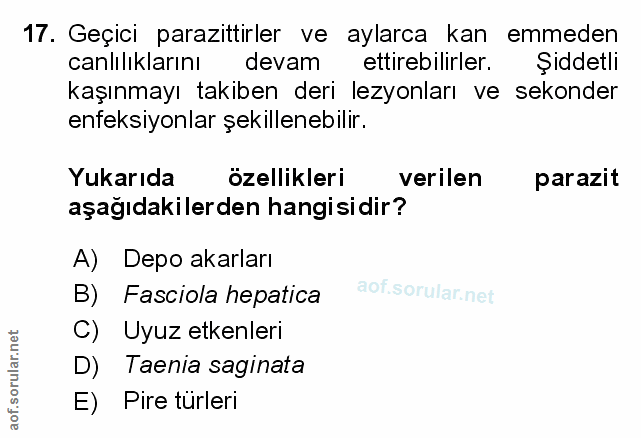 Soru 17
