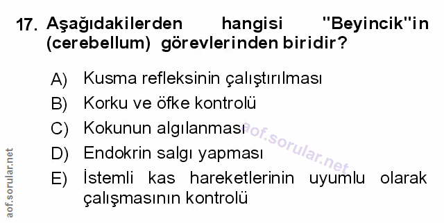Soru 17