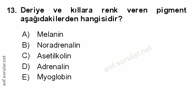 Soru 13