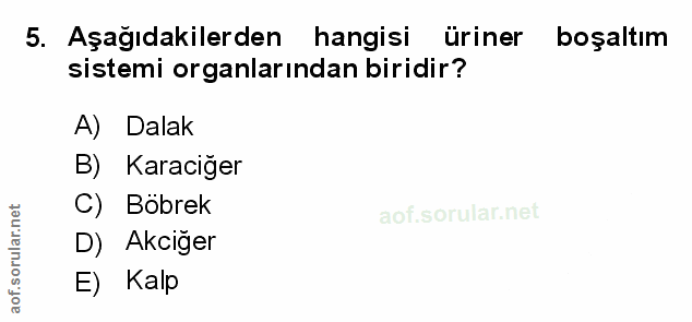 Soru 5
