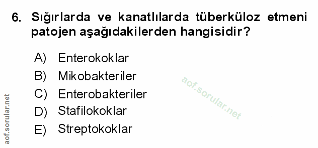 Soru 6