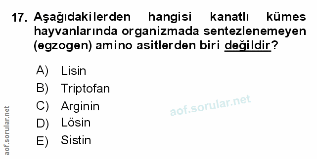 Soru 17