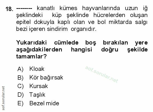 Soru 18