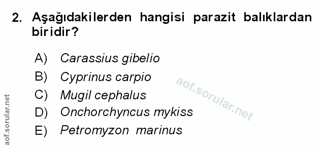 Soru 2