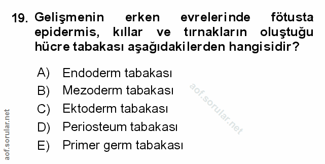 Soru 19
