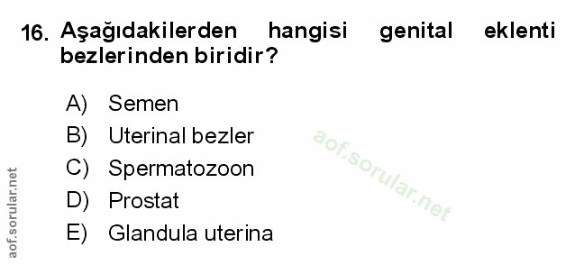 Soru 16