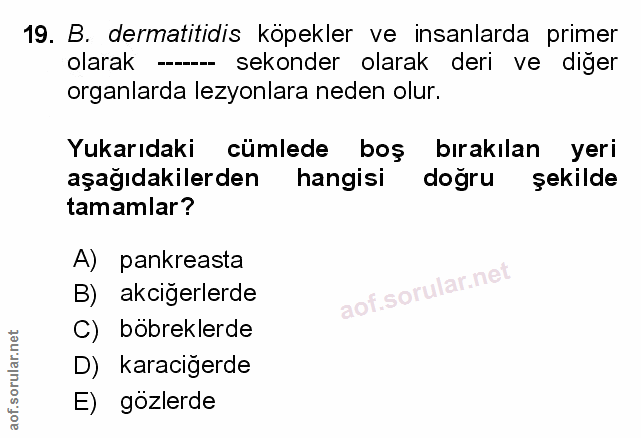 Soru 19