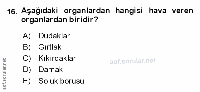 Soru 16