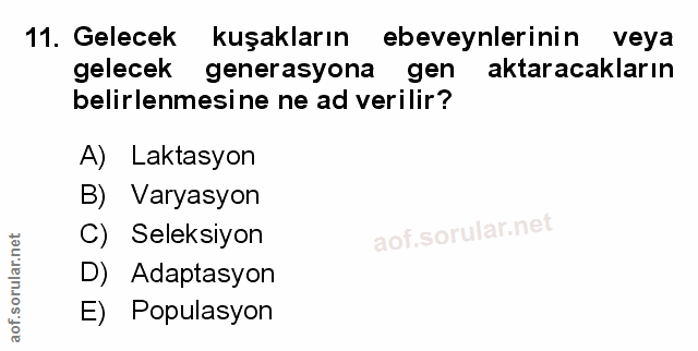 Soru 11