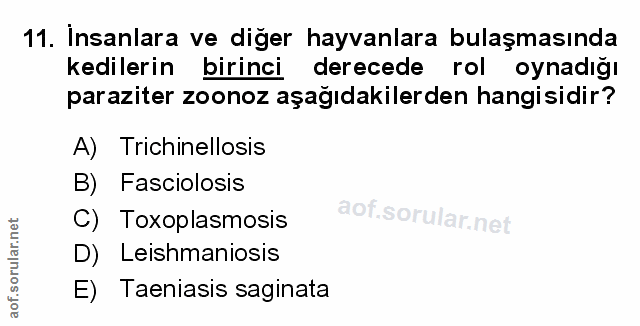 Soru 11