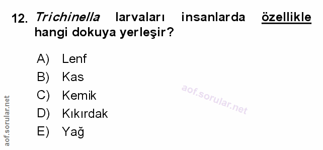 Soru 12