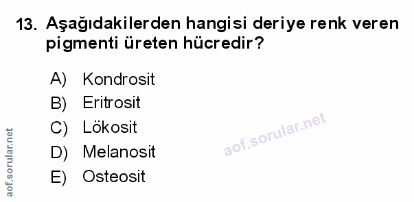 Soru 13