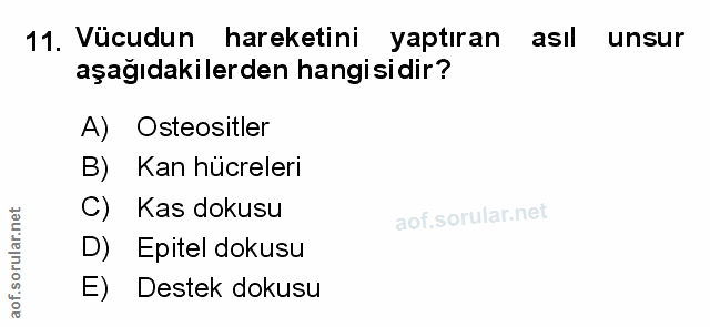 Soru 11