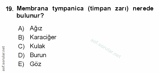 Soru 19