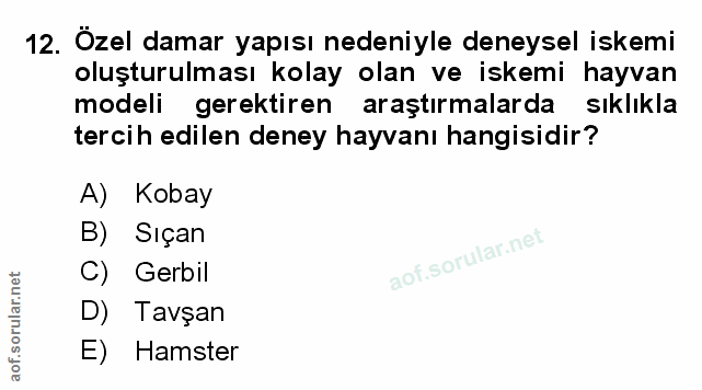 Soru 12