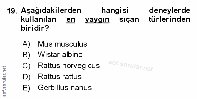 Soru 19