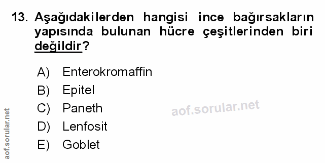 Soru 13