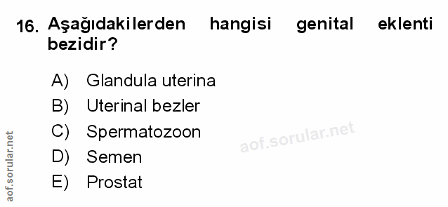 Soru 16