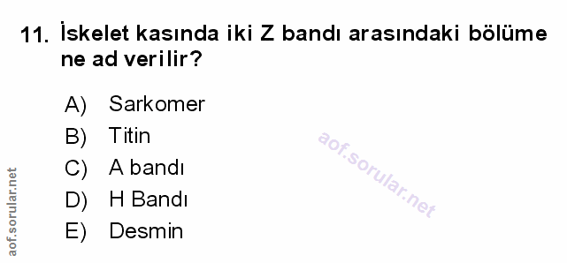 Soru 11