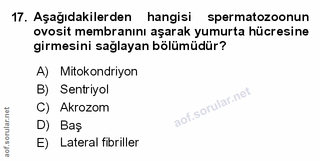 Soru 17