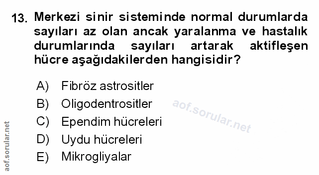 Soru 13