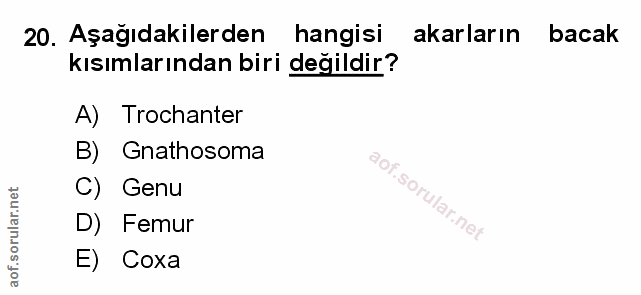 Soru 20