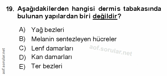 Soru 19