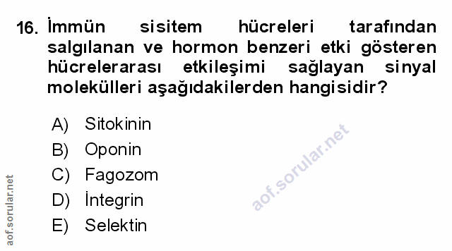Soru 16