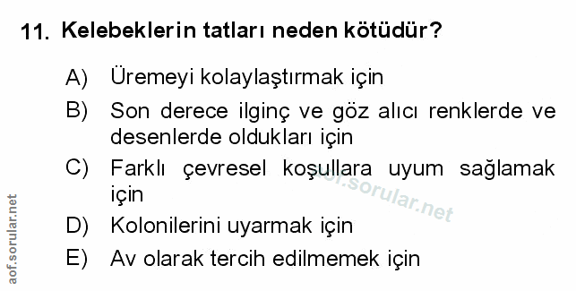 Soru 11