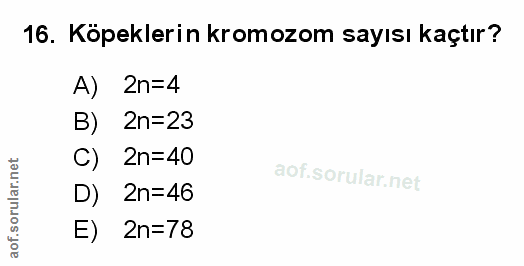 Soru 16