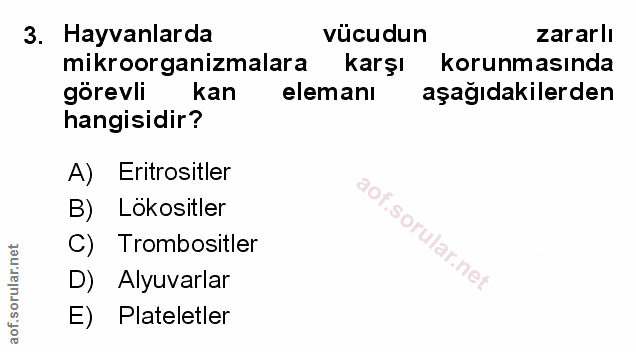 Soru 3