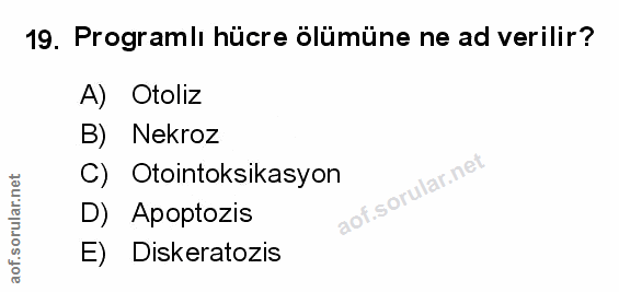 Soru 19