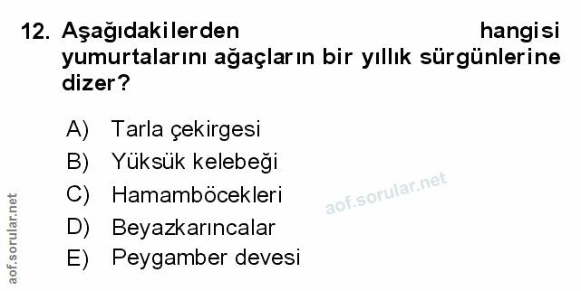 Soru 12