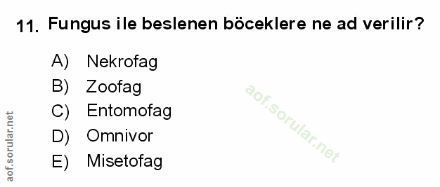 Soru 11