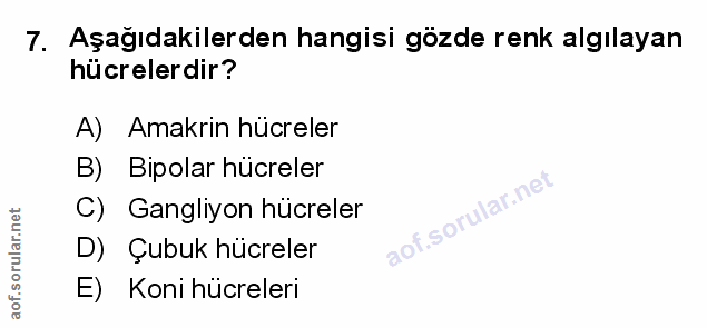 Soru 7