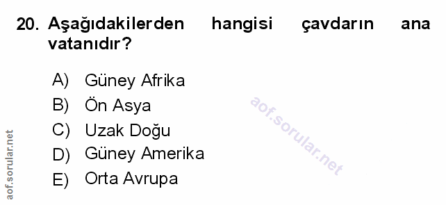 Soru 20
