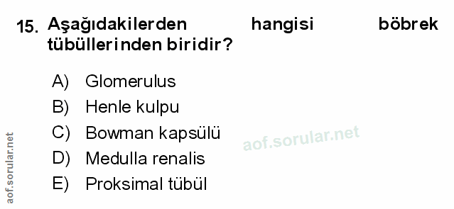 Soru 15